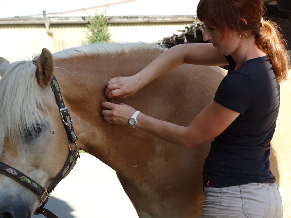Pferdephysiotherapie 7