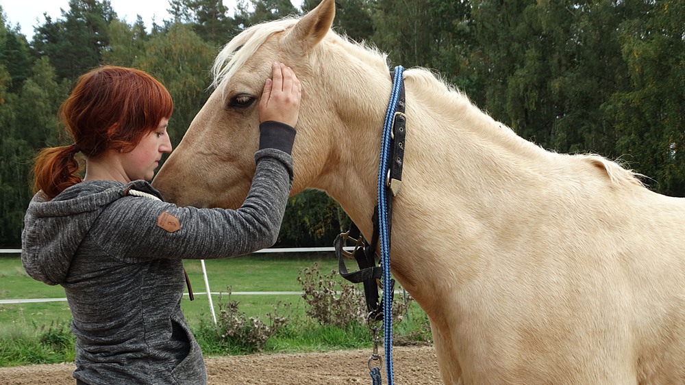 Pferdephysiotherapie 12